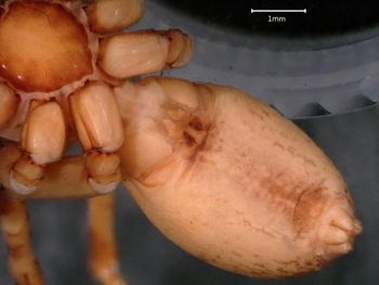 Media type: image;   Invertebrate Zoology 20592 Aspect: ventral epigynum